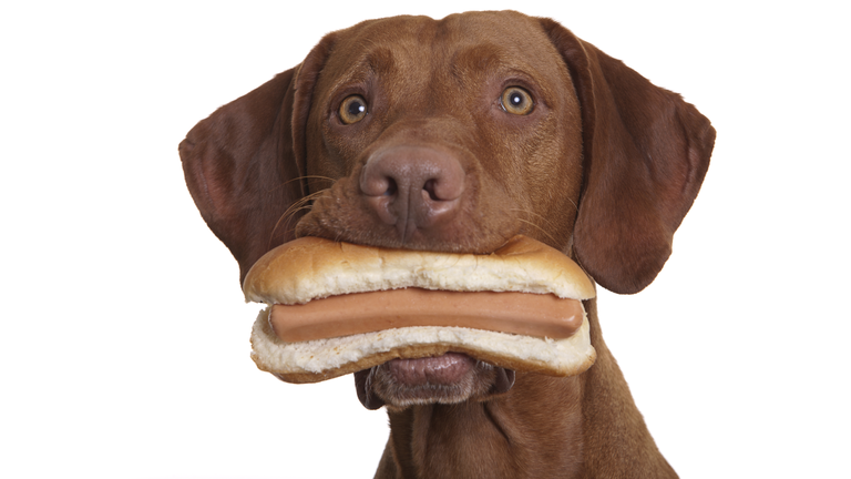dog holding food in mouth