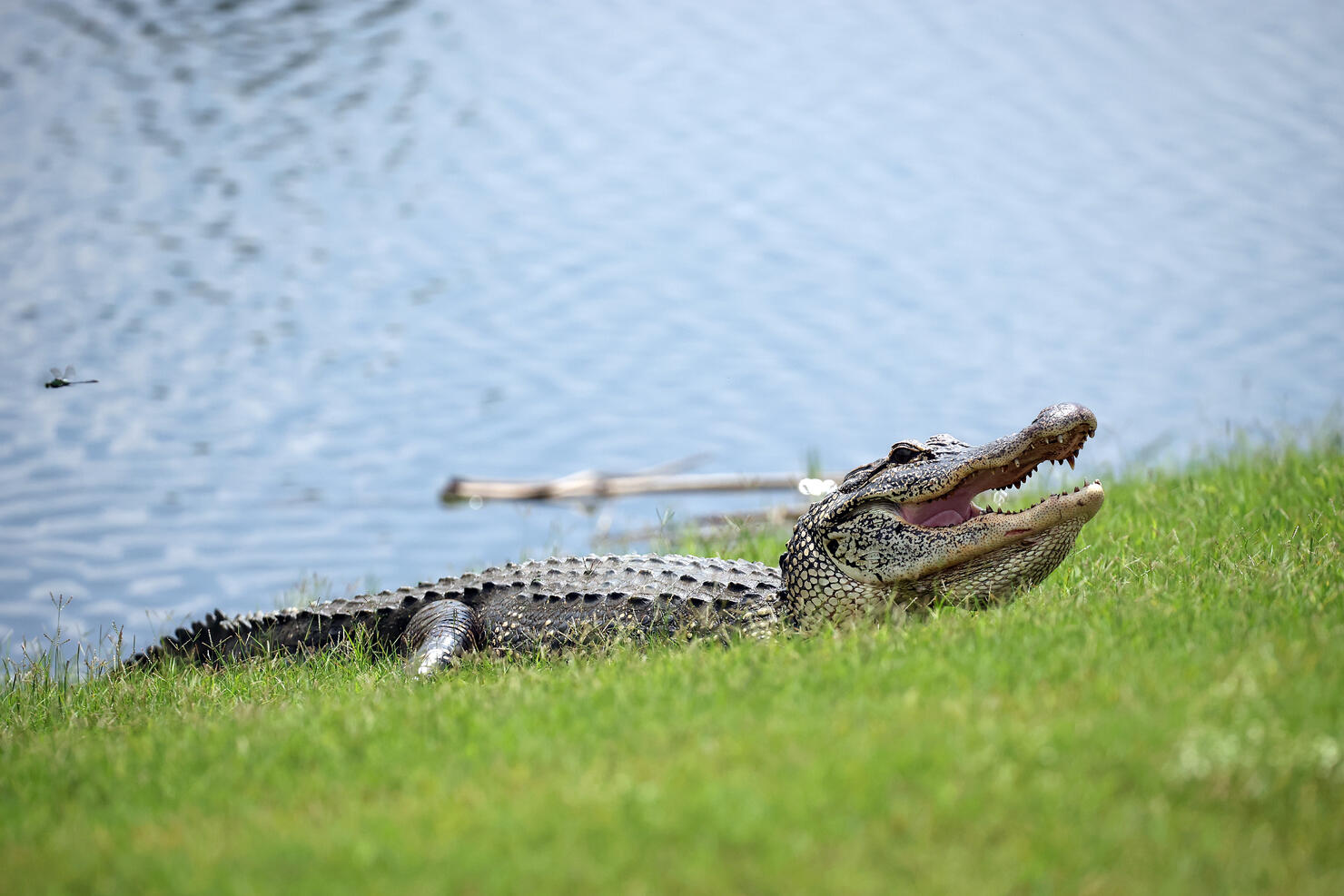 Zurich Classic of New Orleans - Day Three