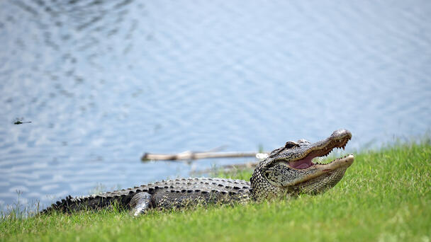 Florida Teen Fights Off Alligator That Dragged Her Underwater