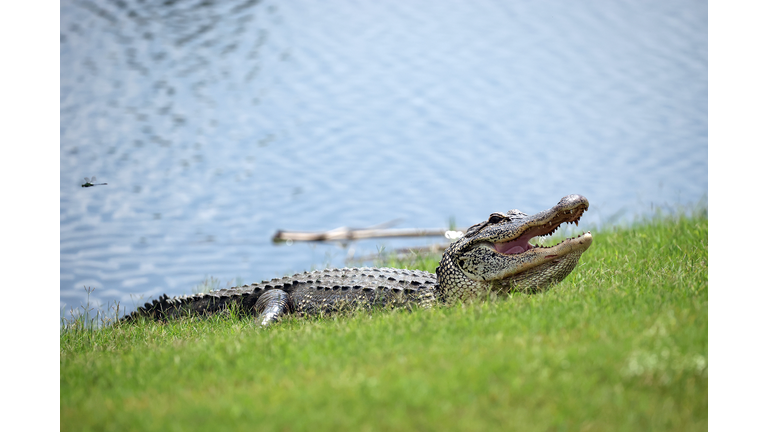Zurich Classic of New Orleans - Day Three