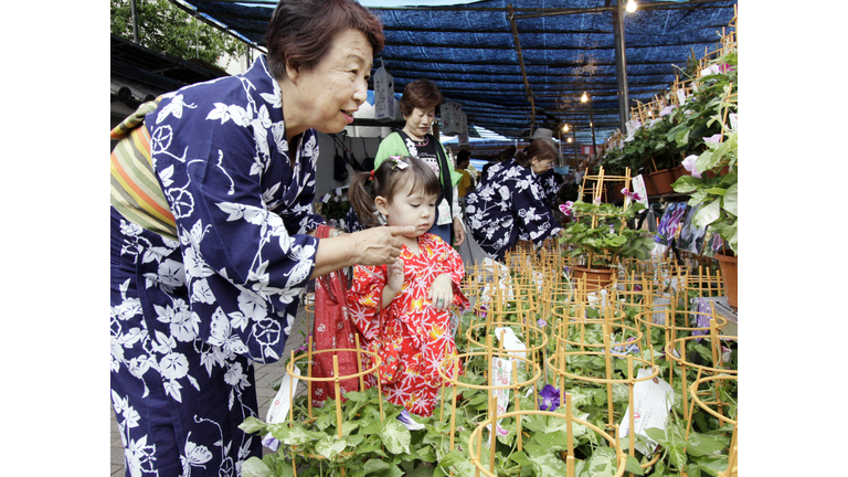 JAPAN-FLOWER-MORNING-GLORY
