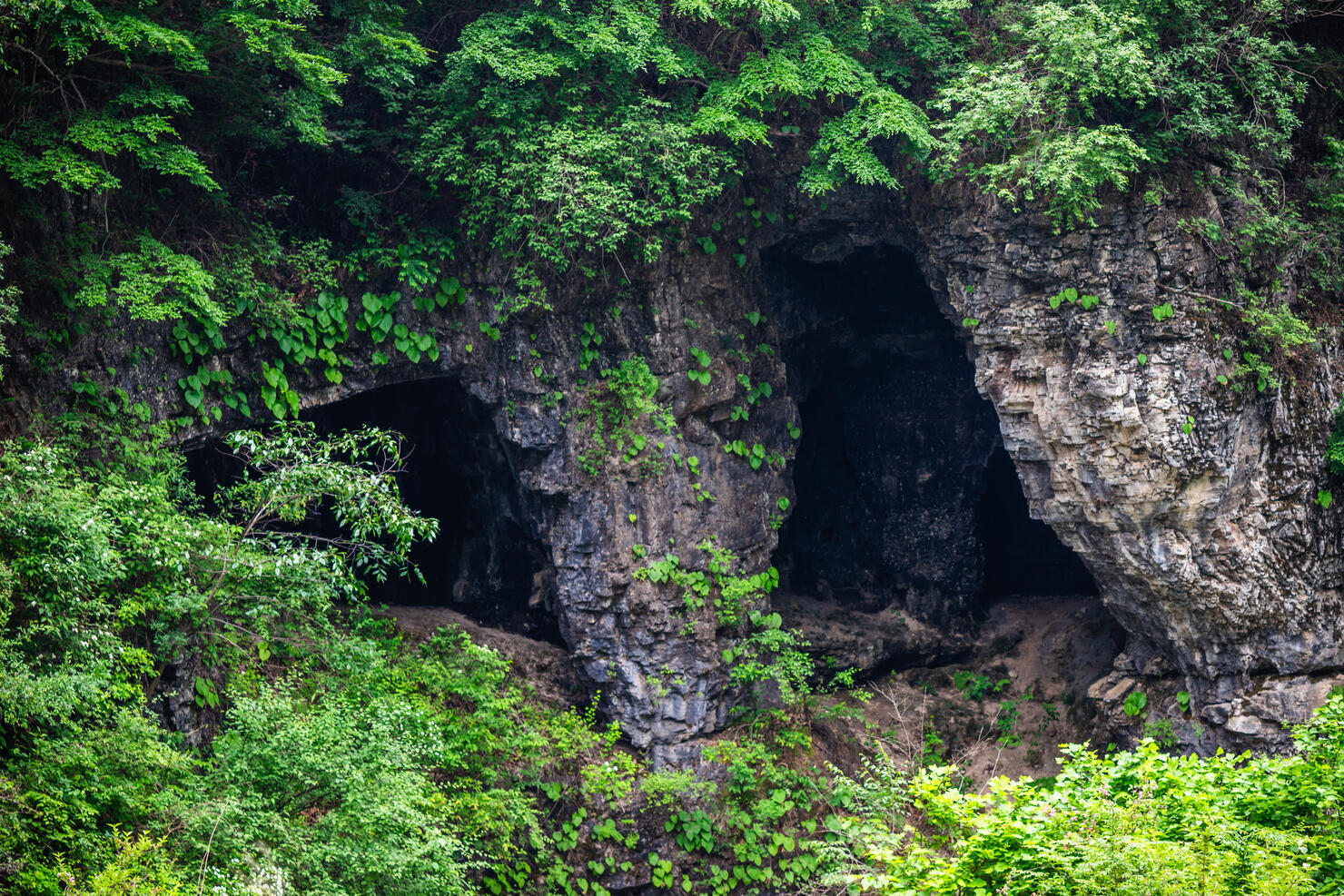 Trees in forest,Xinglong,Hebei,China