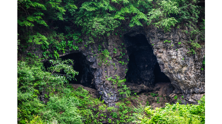 Trees in forest,Xinglong,Hebei,China