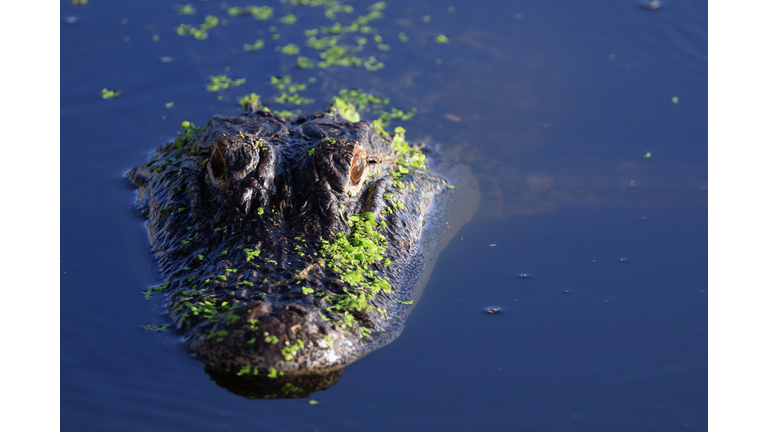 Florida Wildlife And Daily Life Scenes