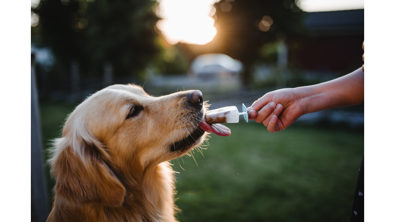 Dog licking ice lolly