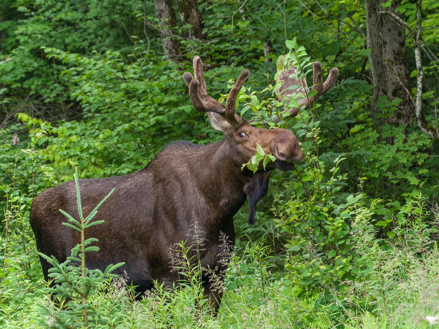 Portrait of deer standing in forest