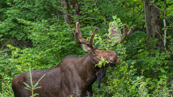 Popular Hiking Trail Remains Closed Due To 'Unusual Behavior' By A Moose