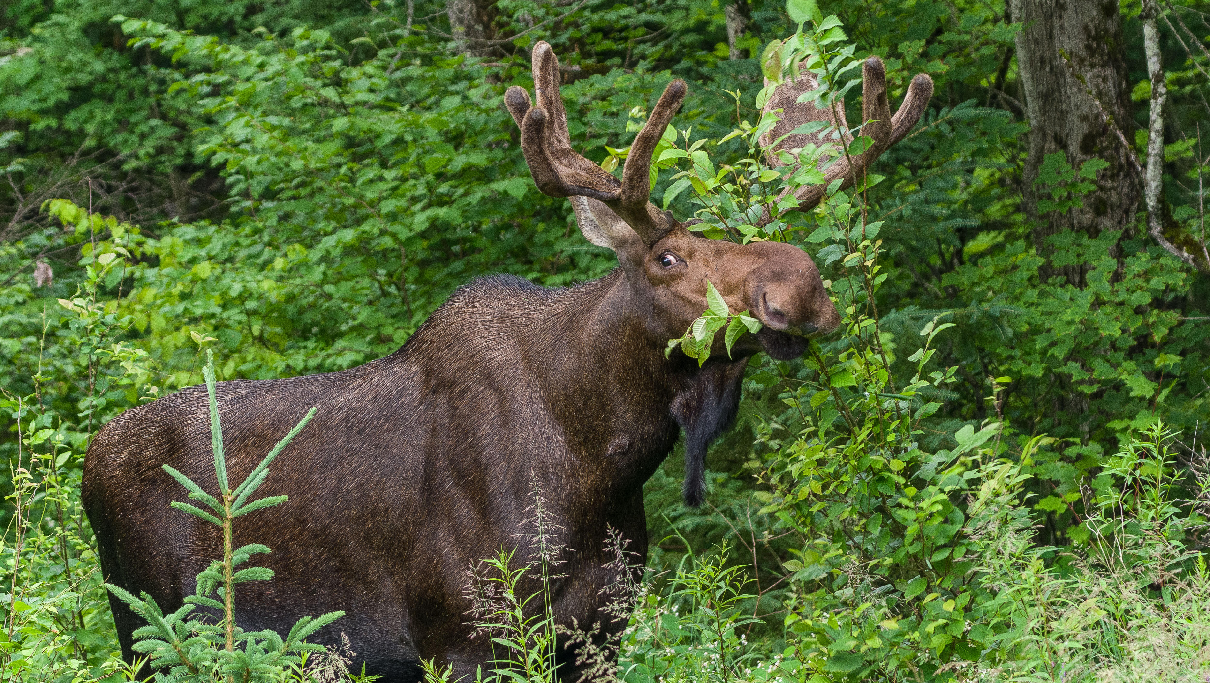 Popular Hiking Trail Remains Closed Due To 'Unusual Behavior' By A Moose