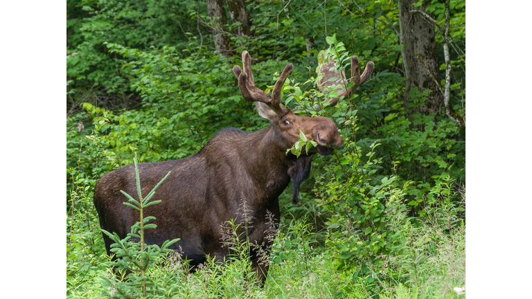 Portrait of deer standing in forest