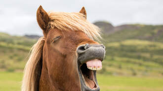 9/29 Missing Link #2: Narc Horse