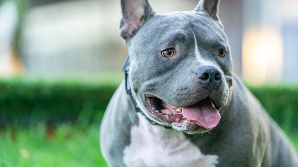 DOG-Bust: Operation Rescue