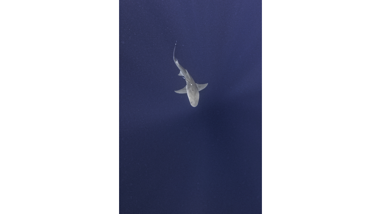 US-WILDLIFE-SHARKS-OCEAN-FLORIDA