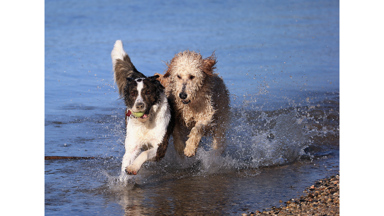 Dogs at Play