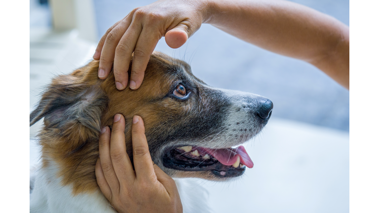 Dog Massage Therapy.