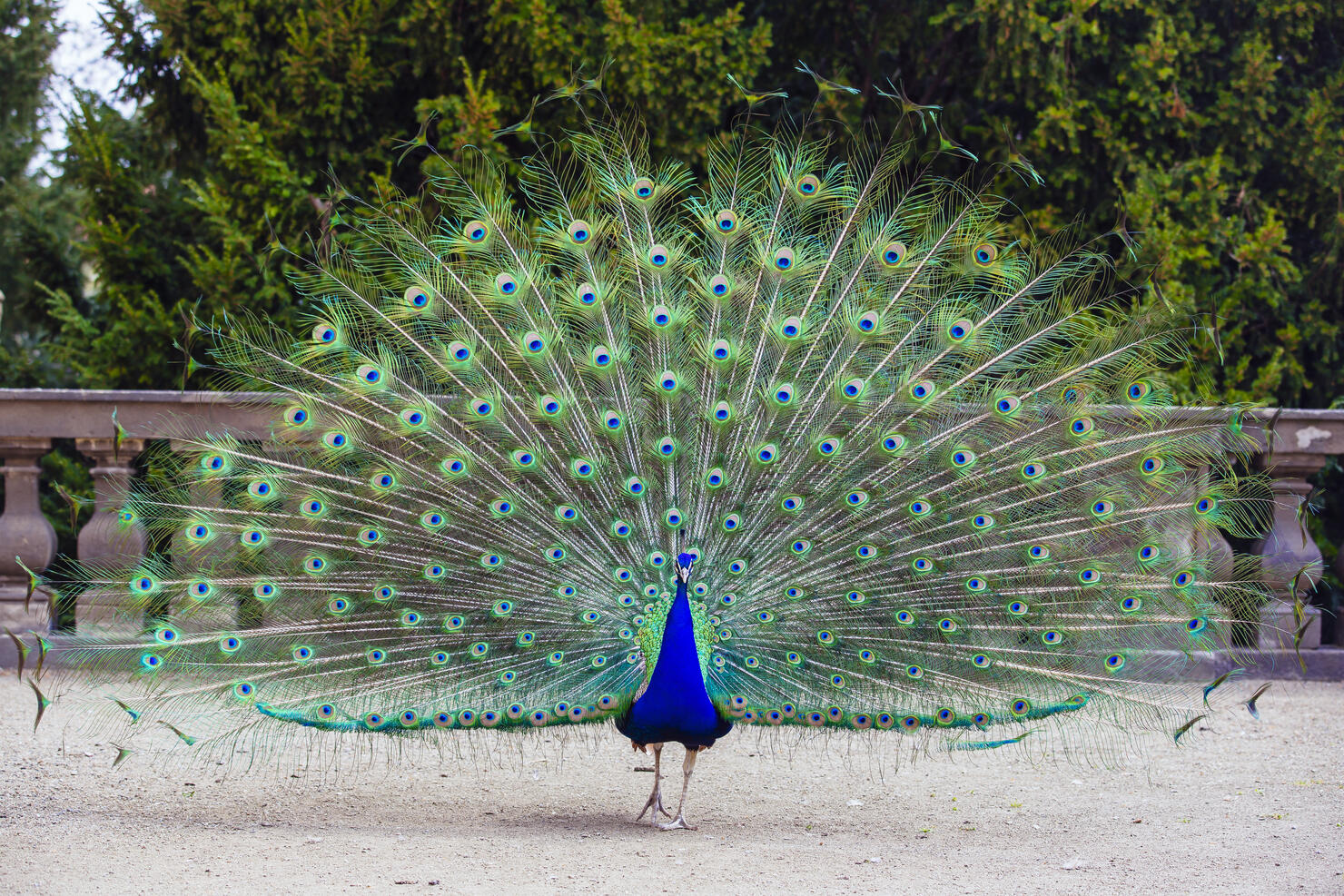 Close up of colorful peacock with his feathers fanned out