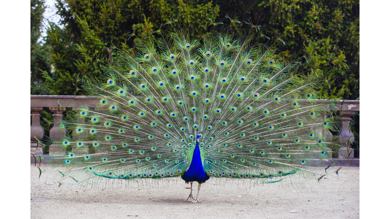 Close up of colorful peacock with his feathers fanned out