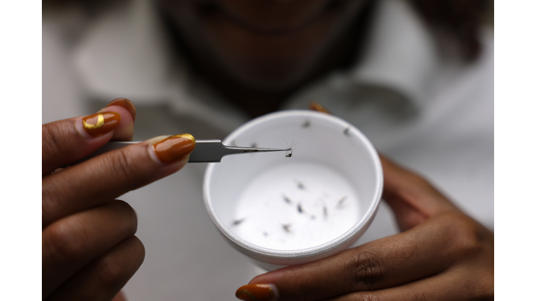 University Of Glasgow Scientists Study Newly-Identified Mosquito Species