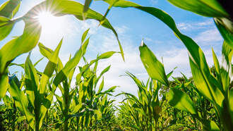 Iowa Planning America Harvest Celebration For Nation's 250th Birthday