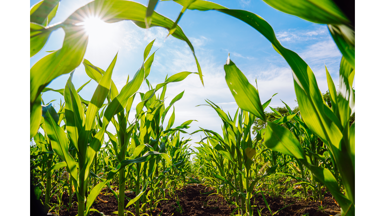 Cornfield for harvest in the sunlight. Agricultural ecological resource