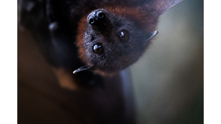 FRANCE-ZOOLOGICAL-LYLE-BAT