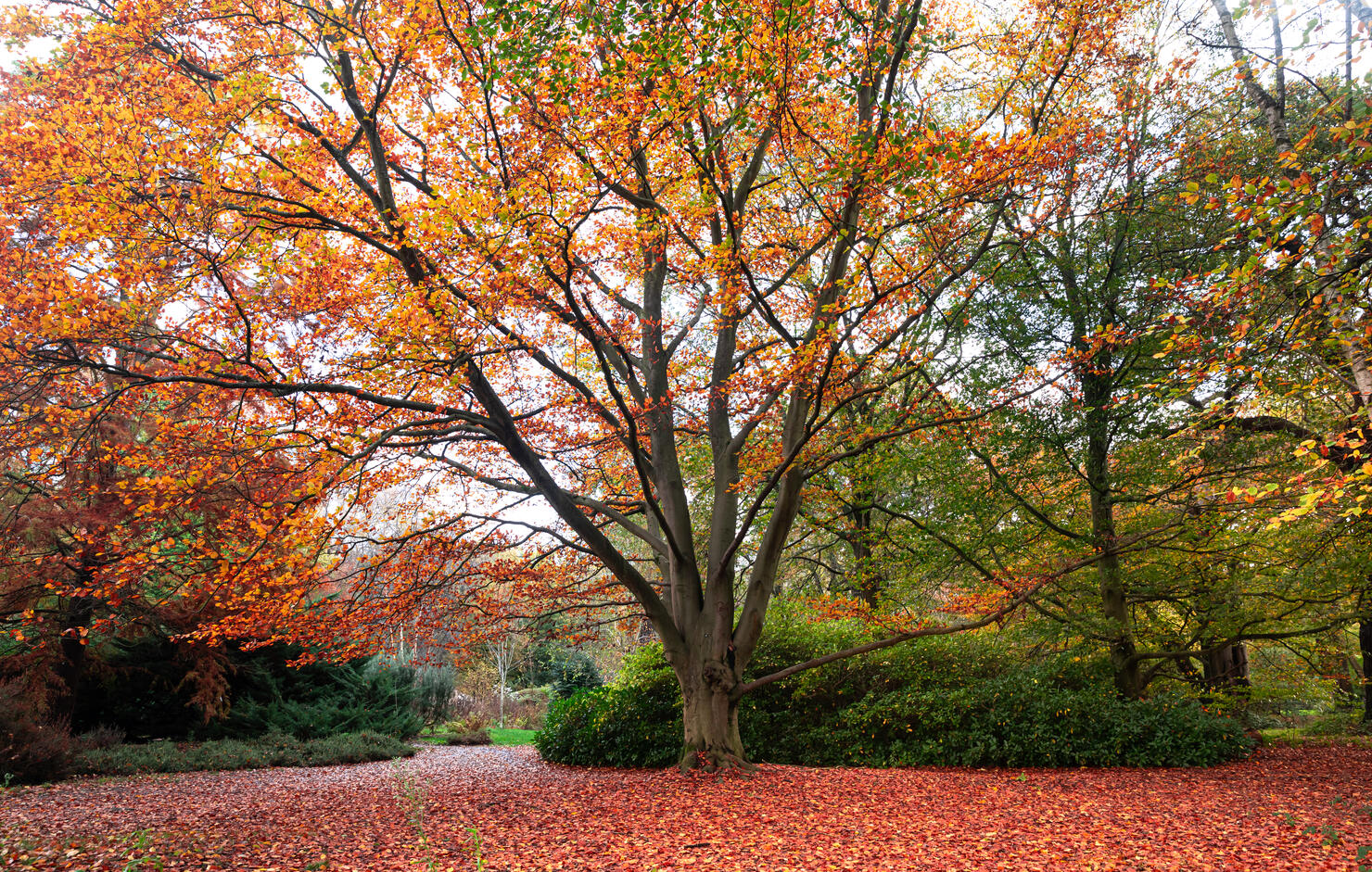 Trees and fallen ground in autumn
