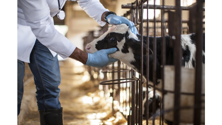 Vet looking at calf on farm