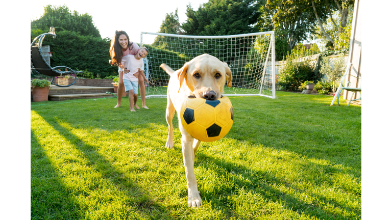 Close up Labrador Retriever dog holding toy football in mouth with background of laughing mother and son on the backyard lawn. Family plays soccer, having fun with pet. House in the suburbs in summer