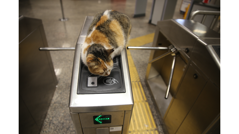 alico cat sleeping on metro turnpike