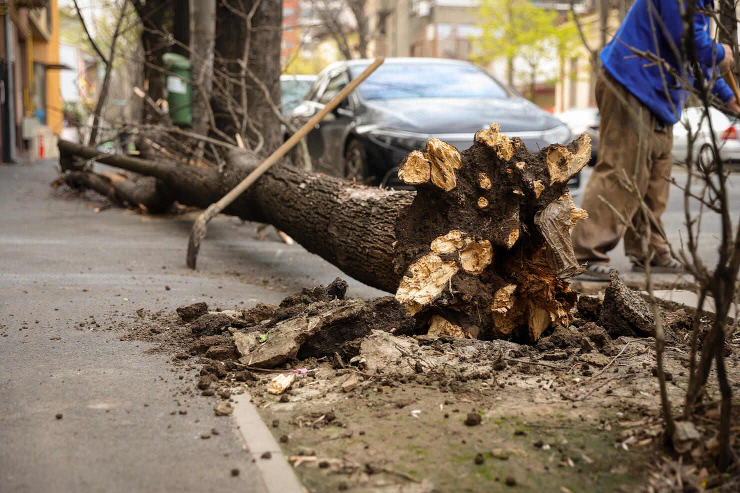 Torn tree felt on a sidewalk after heavy wind storm in the city
