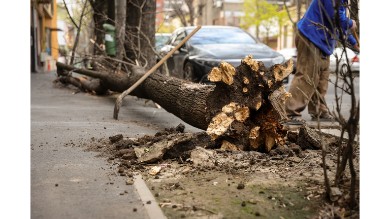 Torn tree felt on a sidewalk after heavy wind storm in the city