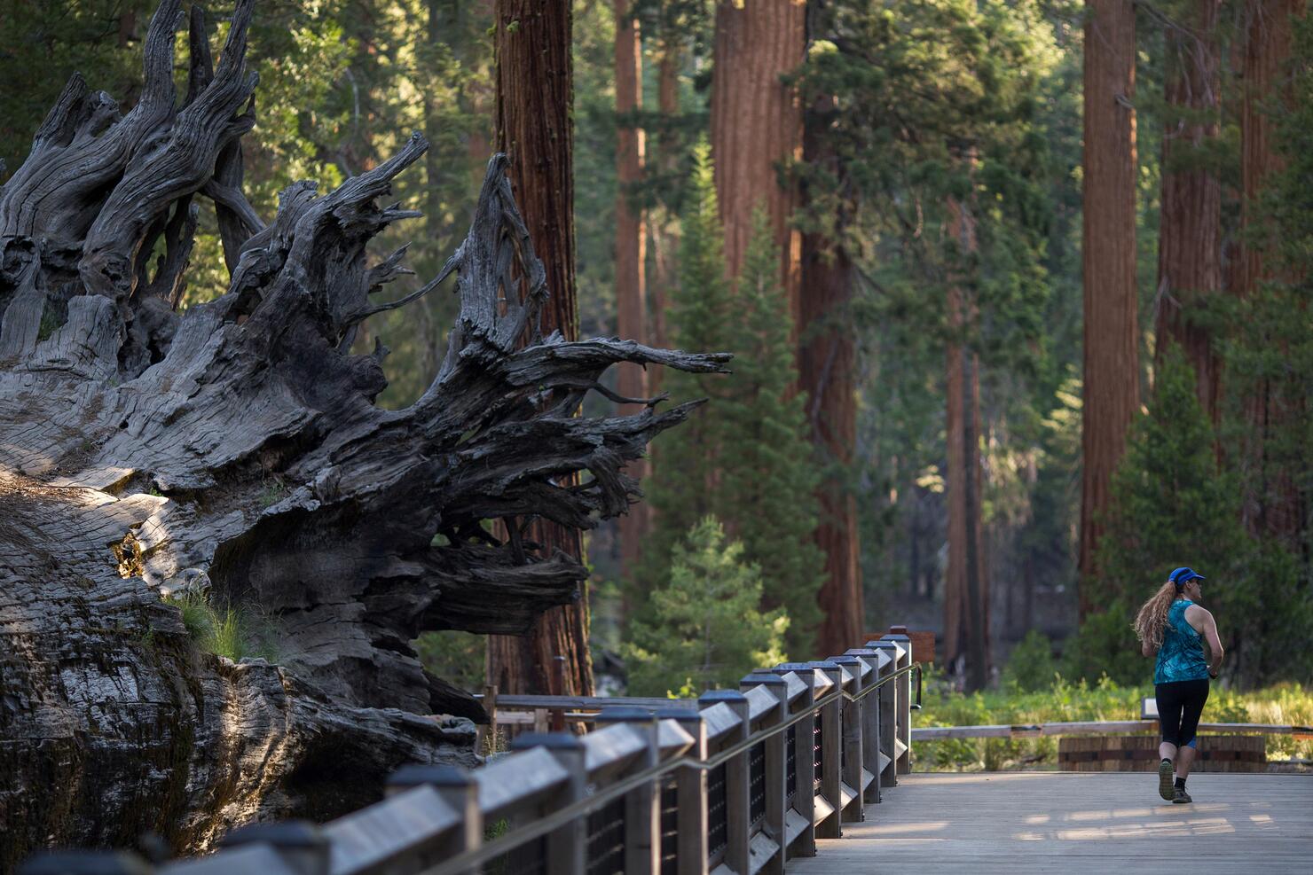 US-NATIONAL PARK-YOSEMITE-SEQUOIA-ENVIRONMENT
