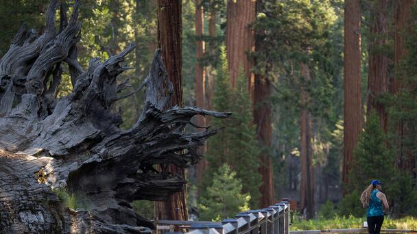 Hiker Killed In Freak Accident At National Park