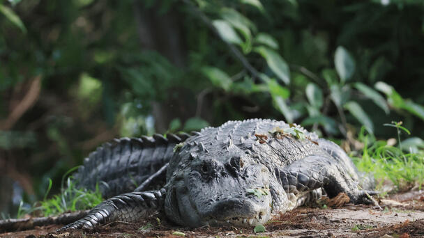 Alligator Steals Woman's Shoe