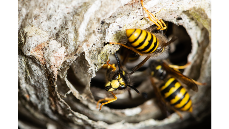 Close up of wasps