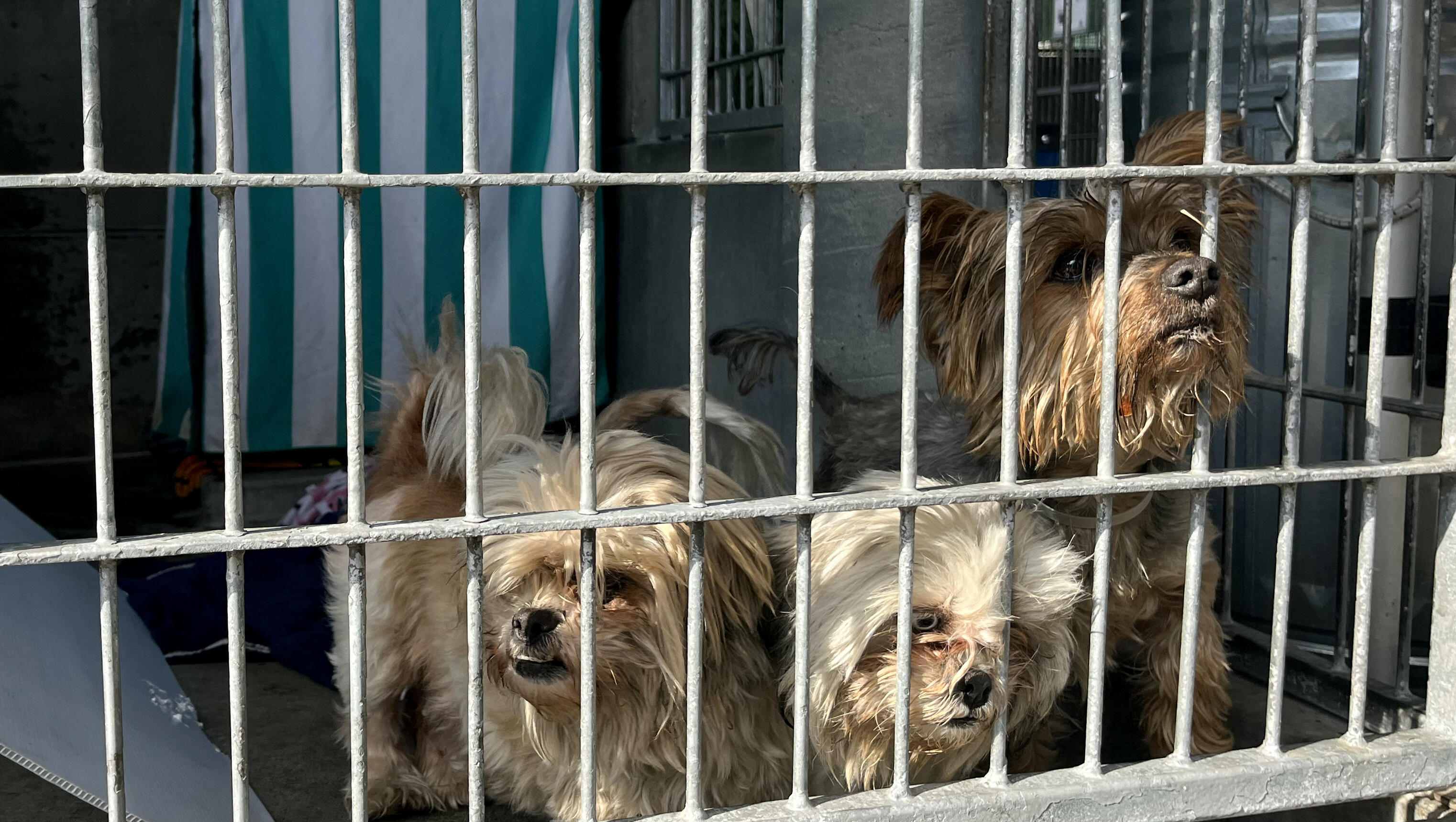 Music to Shelter Pets’ Ears: Mission Viejo’s Bold Adoption Boost