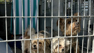 Music to Shelter Pets’ Ears: Mission Viejo’s Bold Adoption Boost