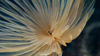 'Communities' of Strange Life Found in Ocean Depths