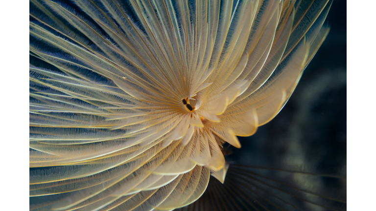 'Communities' of Strange Life Found in Ocean Depths