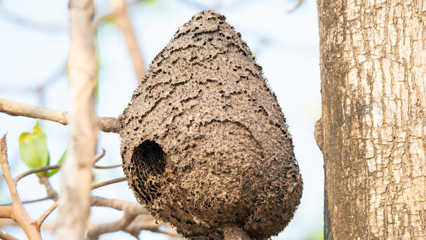 Radioactive Wasp Nest Found At Nuclear Waste Storage Site
