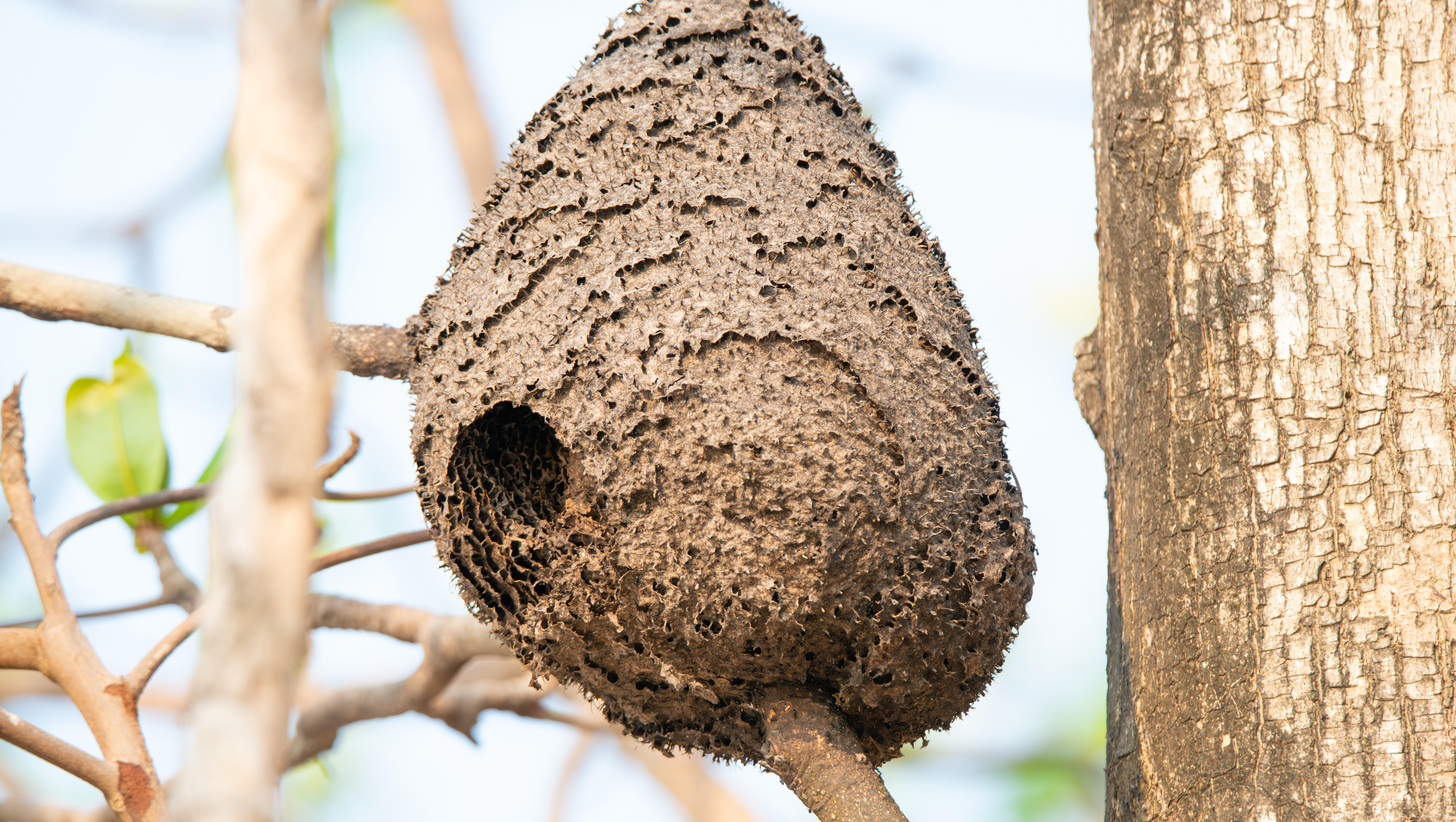 Radioactive Wasp Nest Found At Nuclear Waste Storage Site