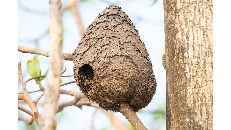 Asian yellow legged hornet nest hive in a tree, Vespa velutina, predatory wasp in India