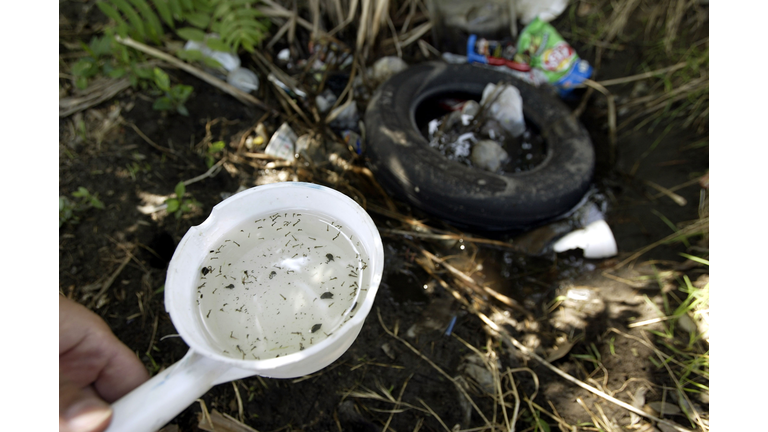 West Nile Virus Gains Foothold in Southern California