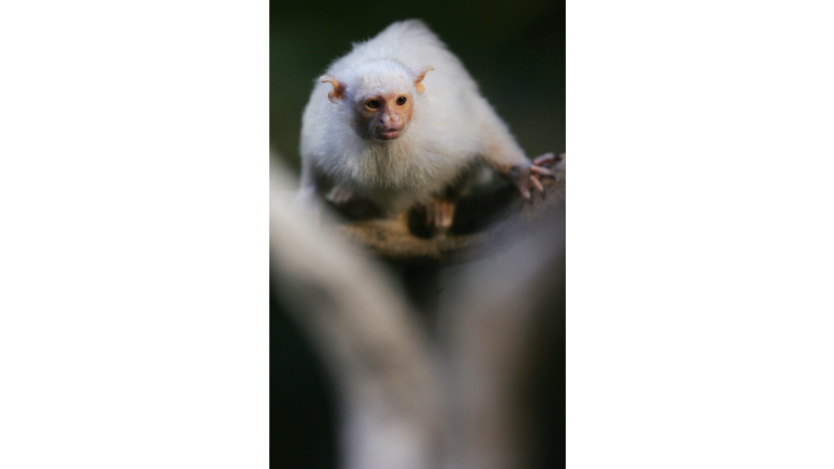 A Silvery Marmoset sits on a branch duri