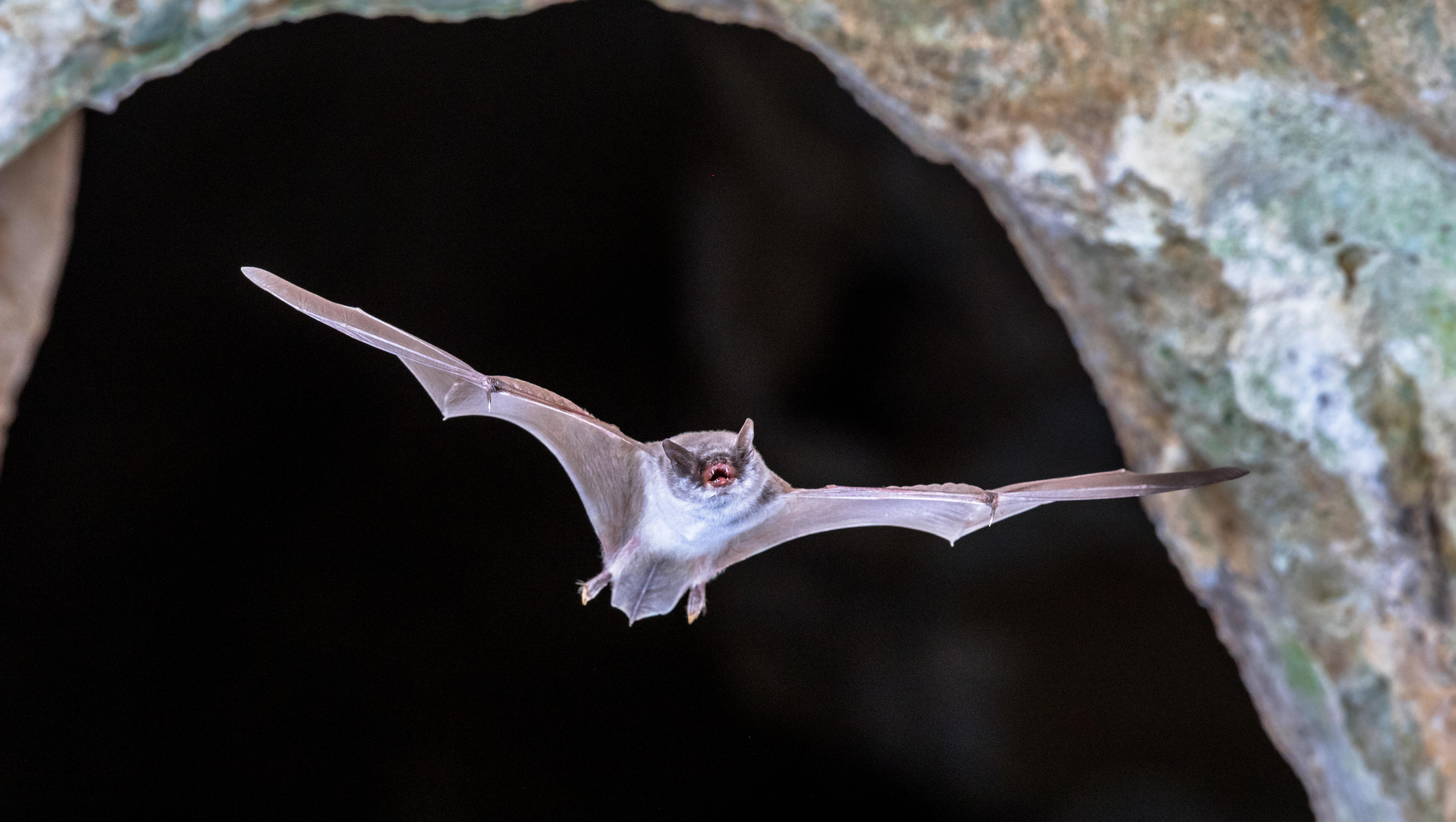 Woman Faces $20K in Medical Bills After Bat Flies into Her Mouth