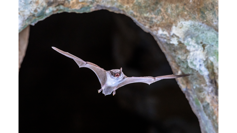 Long-fingered bat flying from cave