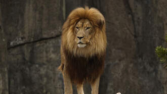 @YAYAMARTINEZ: Zoo asks for small pets or unwanted animals to FEED LIONS