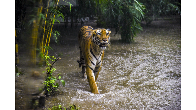 Tigers-Draw-Crowds-on-International-Tiger-Day