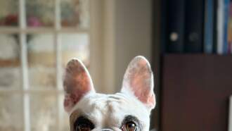 Happy National Chocolate Chip Cookie Day!