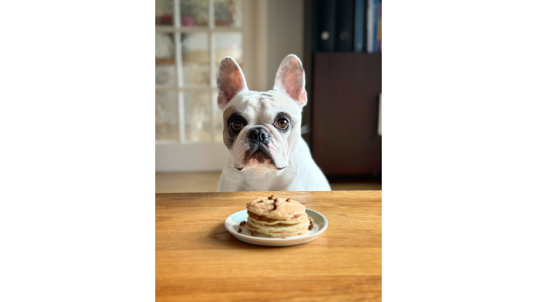 Healthy homemade pancake for dog
