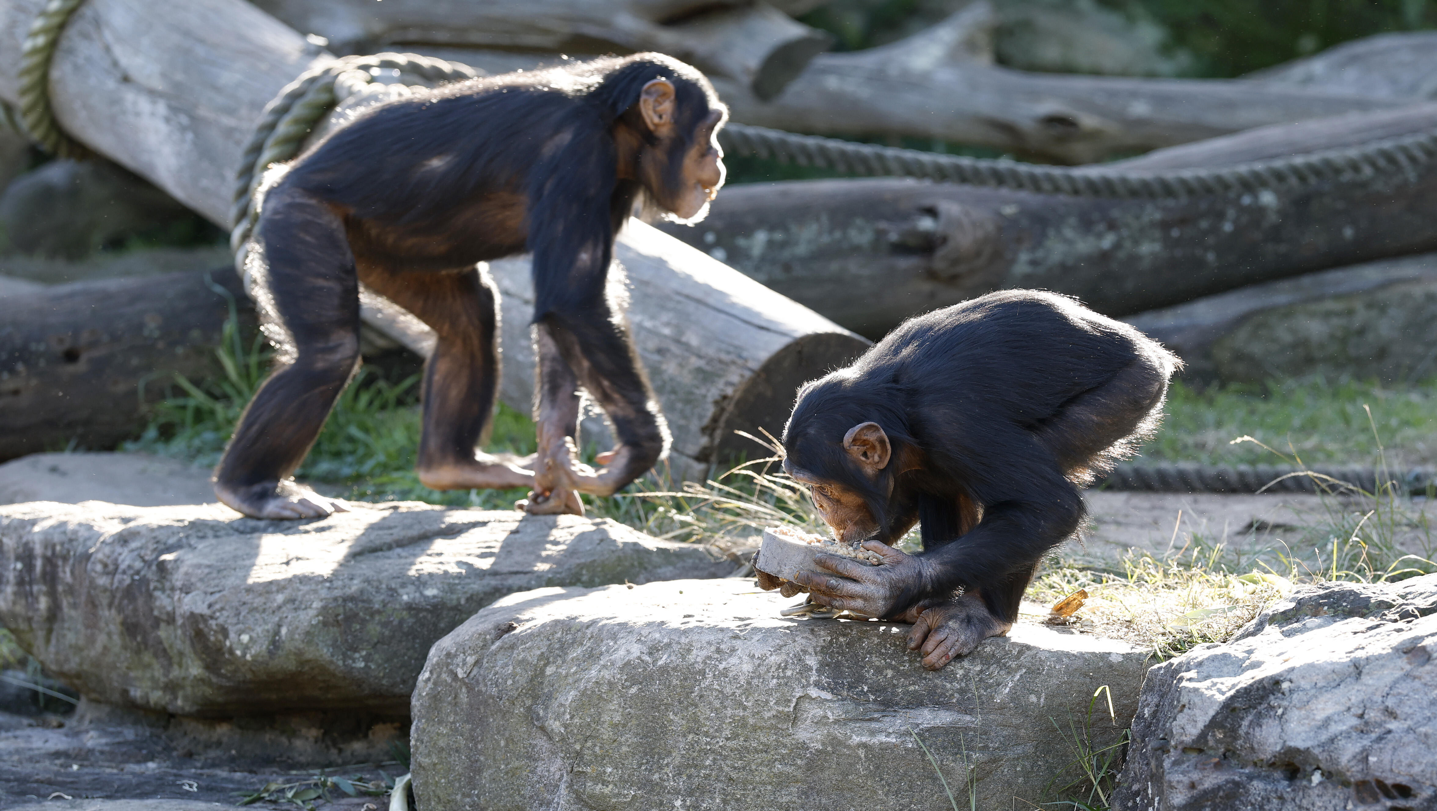  Zambia Chimps Are Creating Their Fashion Trends
